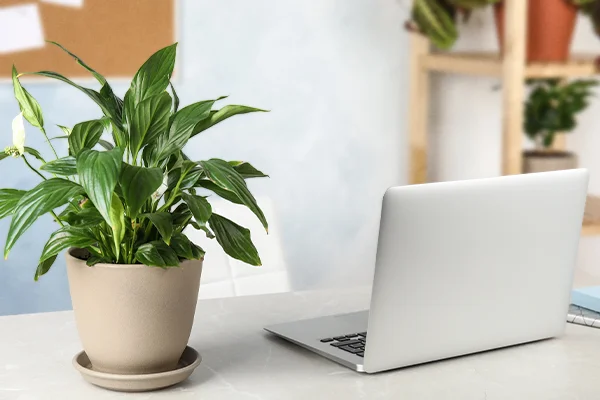 Desk With Plant And Laptop